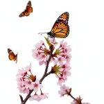 Compassionate Death Doula Kindle Guide by Bridges-0